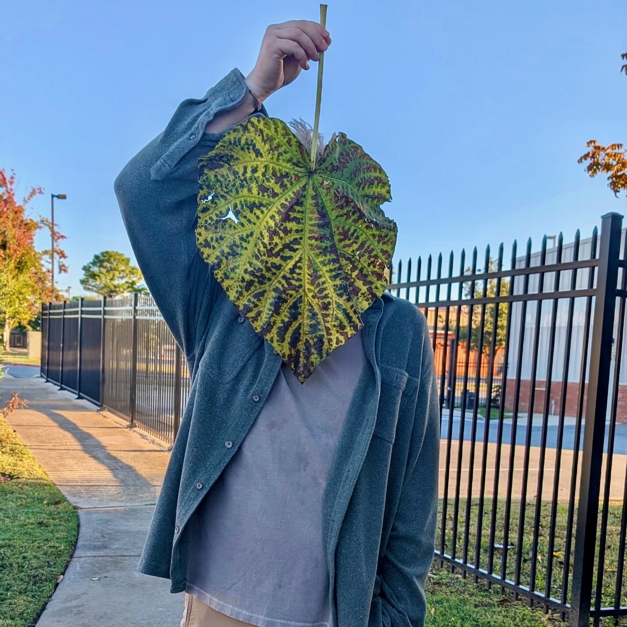 A man wearing a muted bluegray shirt holds a large, colorful leaf up so that it covers his face.